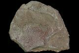 Ordovician, Fossil Graptolite (Araneograptus) Plate - Morocco #116746-1